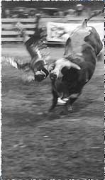 Bull Riding